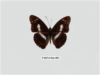 藏品(雙色帶蛺蝶)的圖片